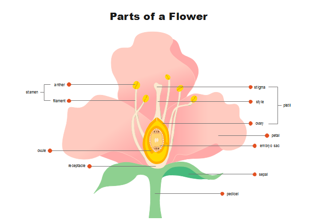 Flower Diagram